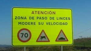 paso de linces